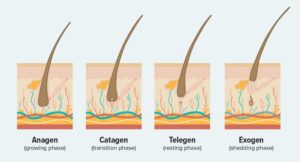 מחזור צמיחת השיער מחזור צמיחת השיער
