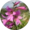 אביה שורץ Avatar